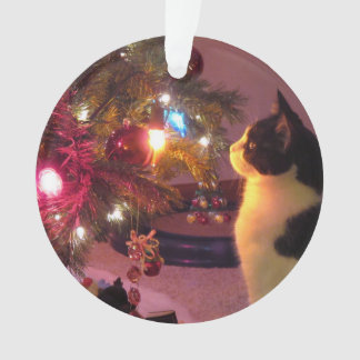 Gato preto e branco com o ornamento da árvore de