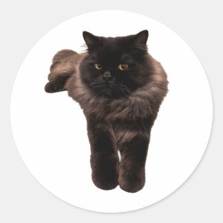 Gato Preto Fluffy Longhair Adesivo - Meu Gato. HAK