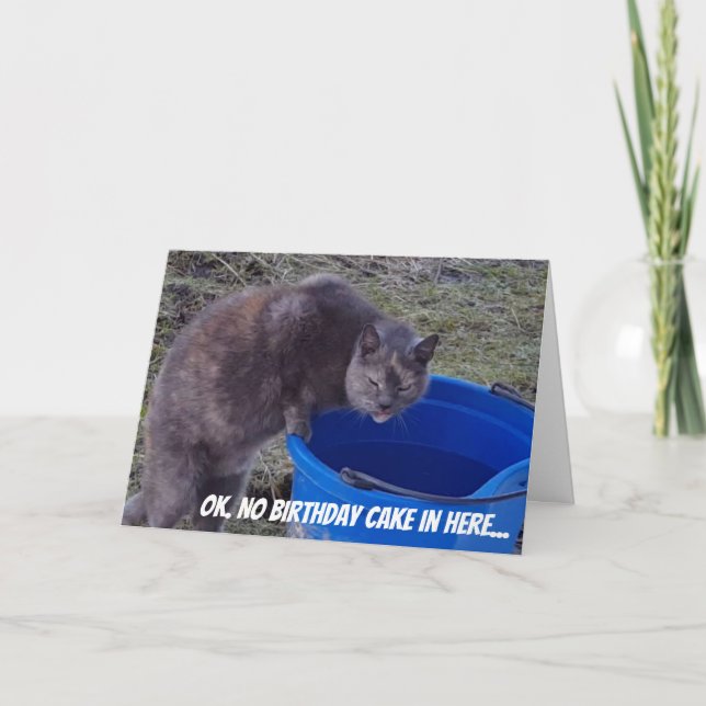 Gato que procura um cartão do bolo de aniversário (Frente)