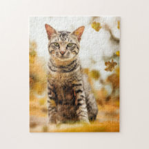 Gato Quebra-cabeça Gato Gatinho Fotografia de Gati