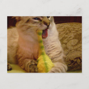 Gato recebe cartão postal de dinossauro