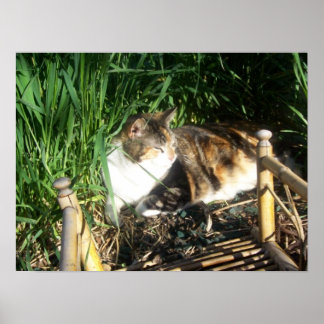 Gato sentado na Impressão de grama