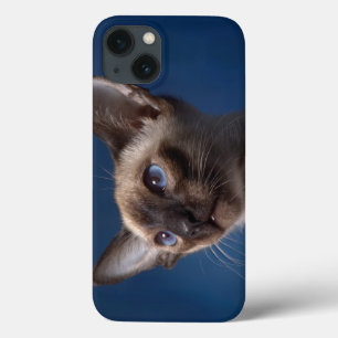 Gato siamês com olhos azuis
