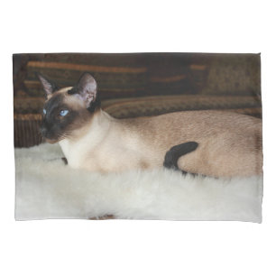 Gato Siamese elegante