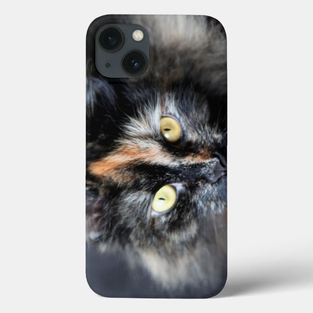 Gato Siberiano (Verso)
