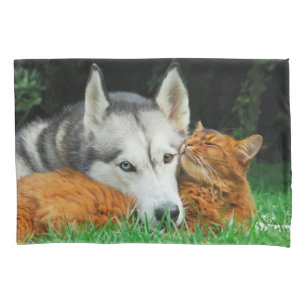 Gato somali e amigos siberianos Husky bonitinhos a