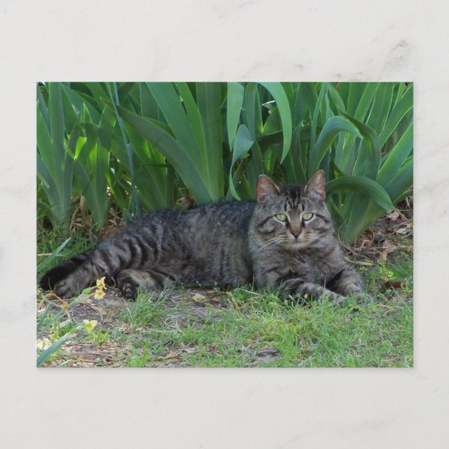 Gato Tabby Cinza por Íris Cartão Postal (Frente)