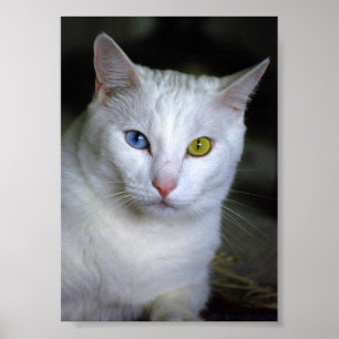 Gato turco do angora com o poster combinado mal