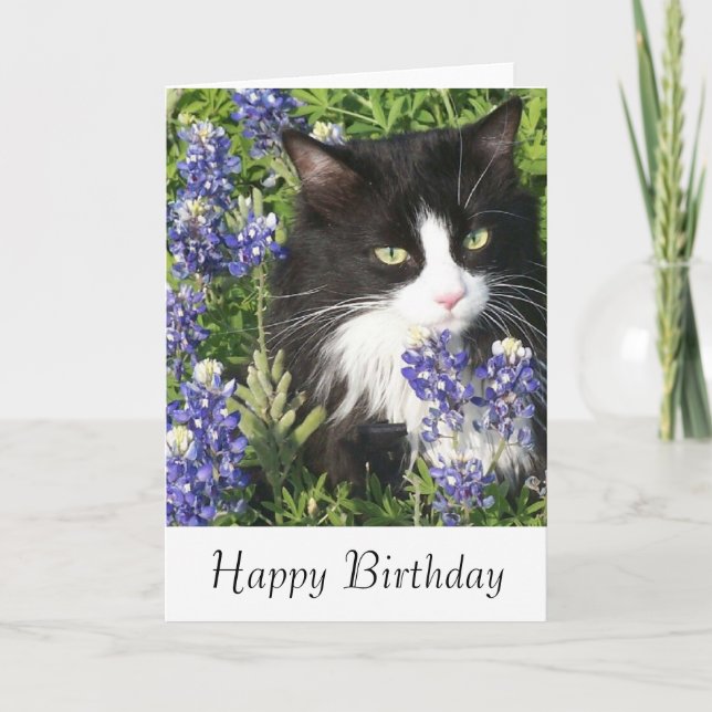 Gato Tuxedo de Cartão de Aniversário no Texas Blue (Frente)