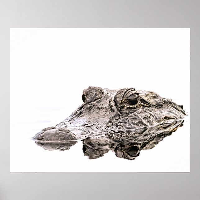 Gator Wildlife Poster (Frente)