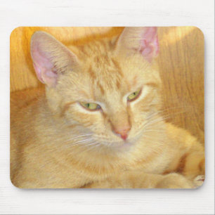 Gatos 15 Mousepad do Meow