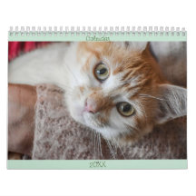Gatos Bons e Bonitos do Calendário Inglês e EUA