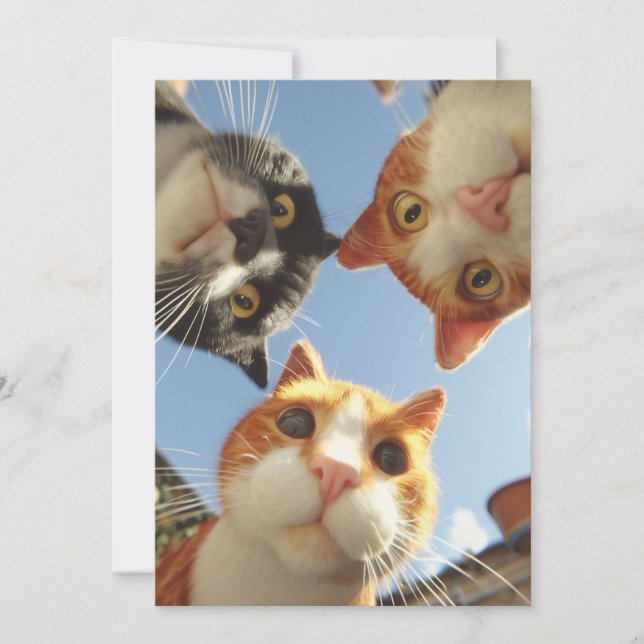 Gatos Curiosos Olhando Para Baixo (Frente)