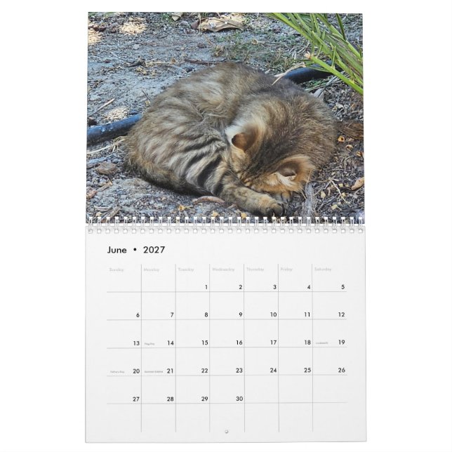 Gatos de Chipre pelo Calendário Paphos Life (Jun 2027)