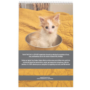 Gatos do Sunset Park Calendário 2026 Gatinhos