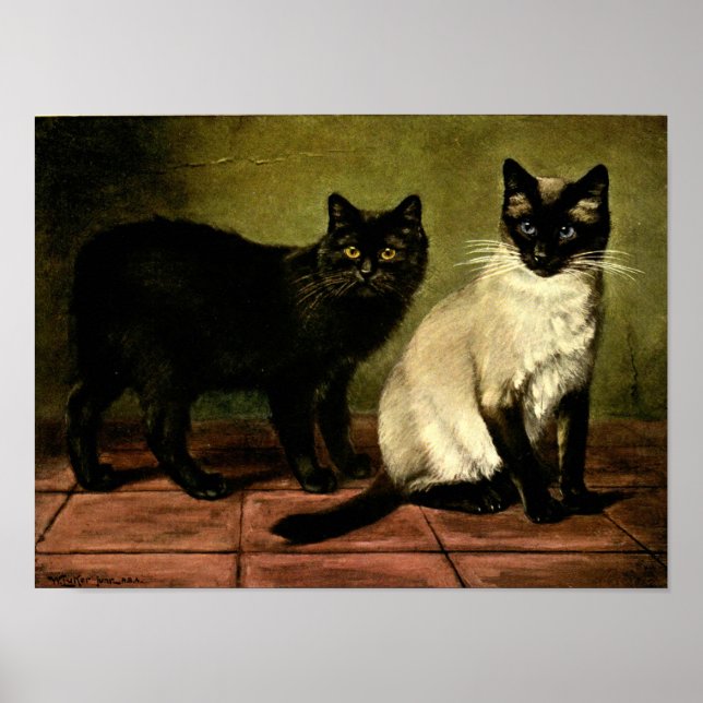 Gatos em Poster preto e branco (Frente)