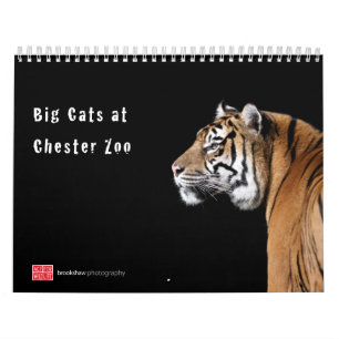 Gatos grandes no calendário do jardim zoológico 