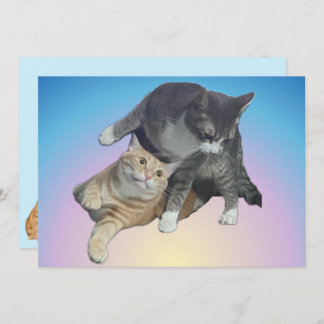 Gatos Loucos - Taz e Tito Bandito