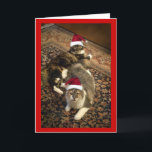 Gatos no cartão engraçado do Natal dos chapéus do<br><div class="desc">Você pode personalizar o cumprimento neste cartão,  ou mude a cor do quadro no cobrir se você gostaria.</div>