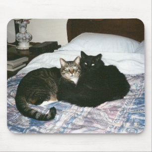 gatos no mousepad da cama