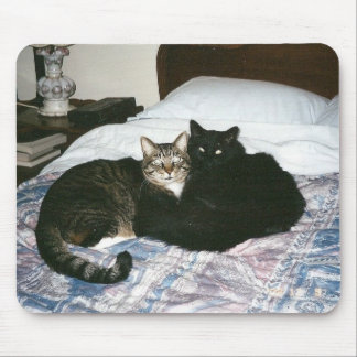 gatos no mousepad da cama