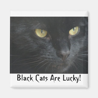 Gatos Pretos São Sortudos! Íman