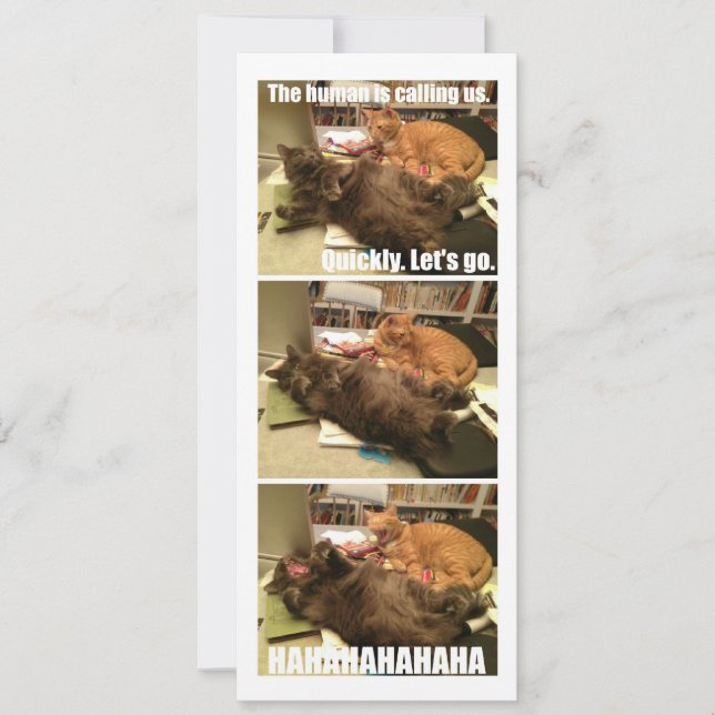 Gatos são buracos (Frente)