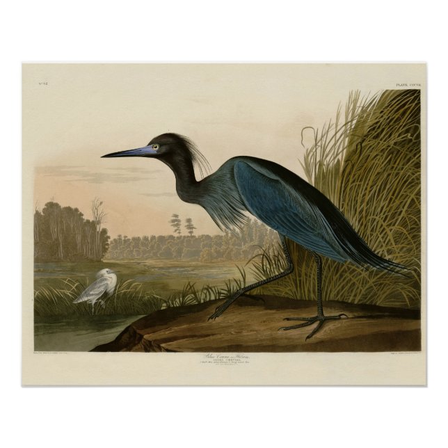 Gaveta Garça Azul Audubon Impressão Arte Costeira (Frente)