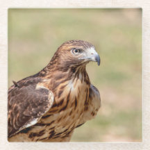 Gavião-de-cauda-vermelha no Vale do Hudson