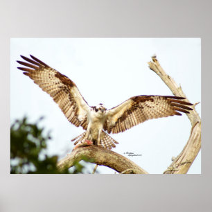 Gavião Osprey Abre as asas Poster