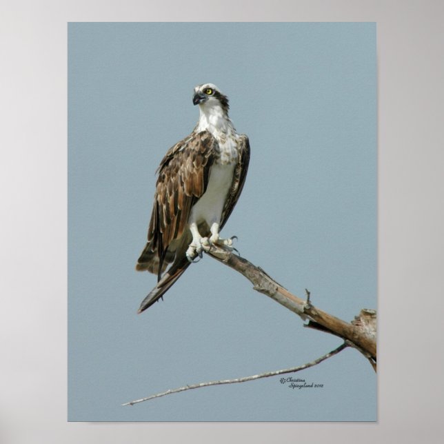 Gavião Osprey na Poster da árvore (Frente)