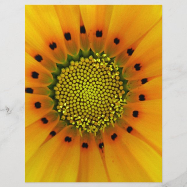 Gazania Amarela (Frente)
