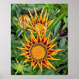 Gazania Flower Poster
