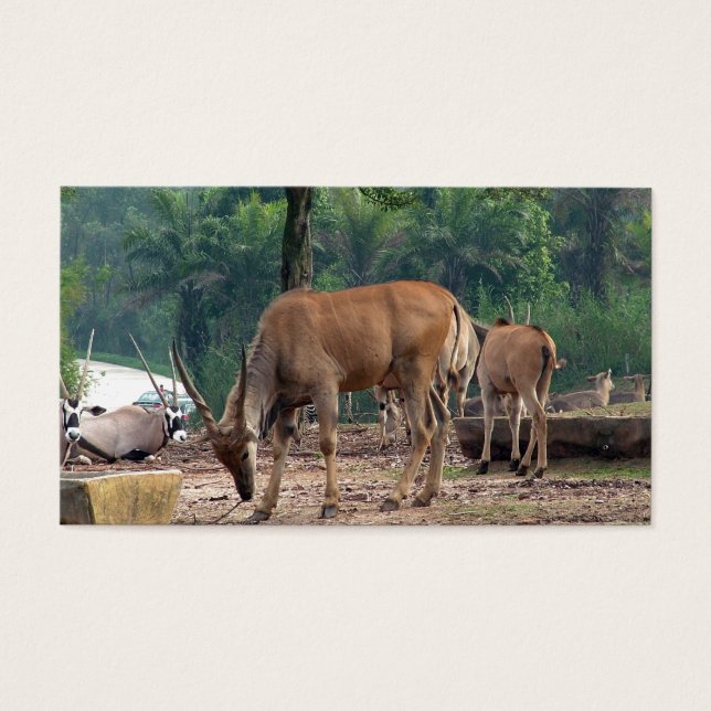 Gazelle, zoológico selvagem,羚. (Frente)