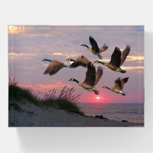 GEECE SOBRE AS DUNAS