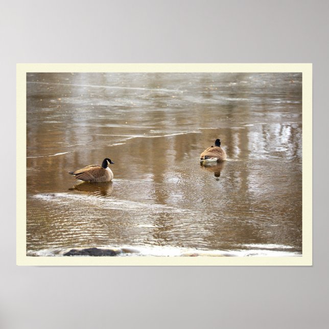  Geese in Icy Creek Poster (Frente)