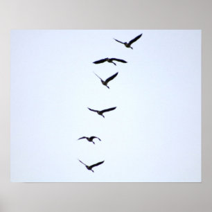 Geese no voo 20x16, Poster, Impressão de parede