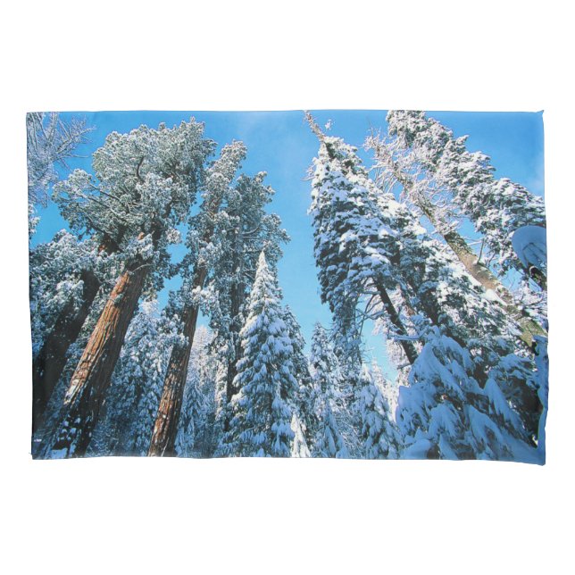 Gelo e neve | Sequoia National Park, Califórnia (Frente)
