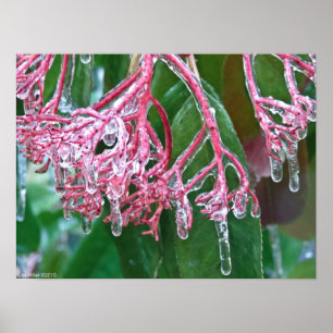 "Gelo rosa" na Poster de inverno