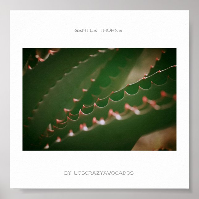 Gentil Thorns Green Succulent Plant Aloe Poster (Frente)