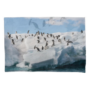 Gentoo Penguin Antártica Iceberg Playtime