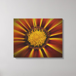 Gerber Daisy na Canvas de Vignette Negra