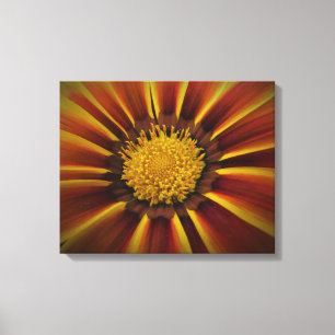 Gerber Daisy na Canvas de Vignette Negra