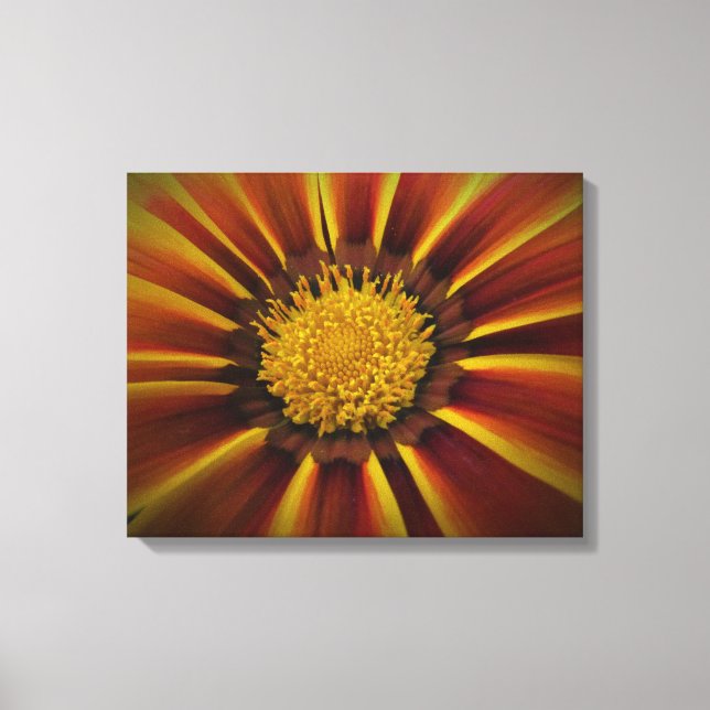 Gerber Daisy na Canvas de Vignette Negra (Frente)