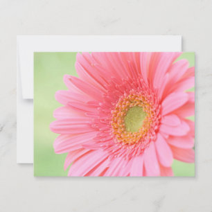 Gerber Daisy Rosa Personalizável