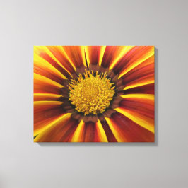 Gerber Daisy Up Close e Personal Canvas