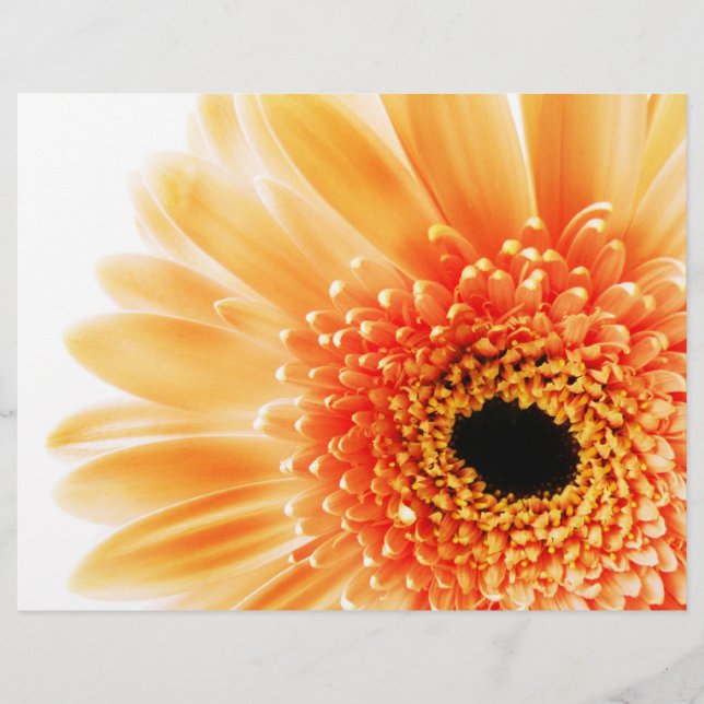 Gerbera (Frente)