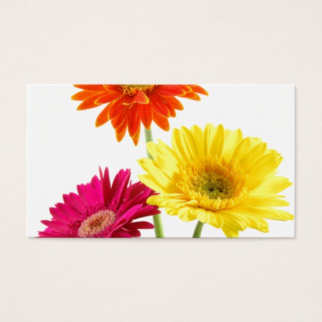 Gerbera Daisies (Frente)