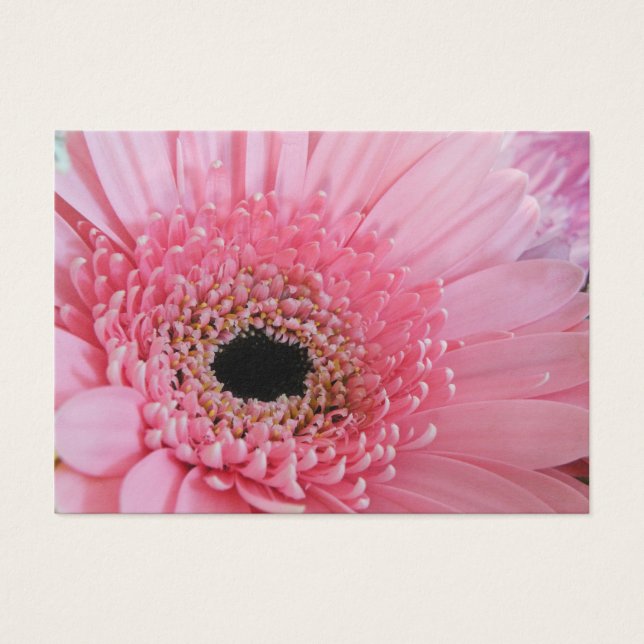 Gerbera Daisy (Frente)