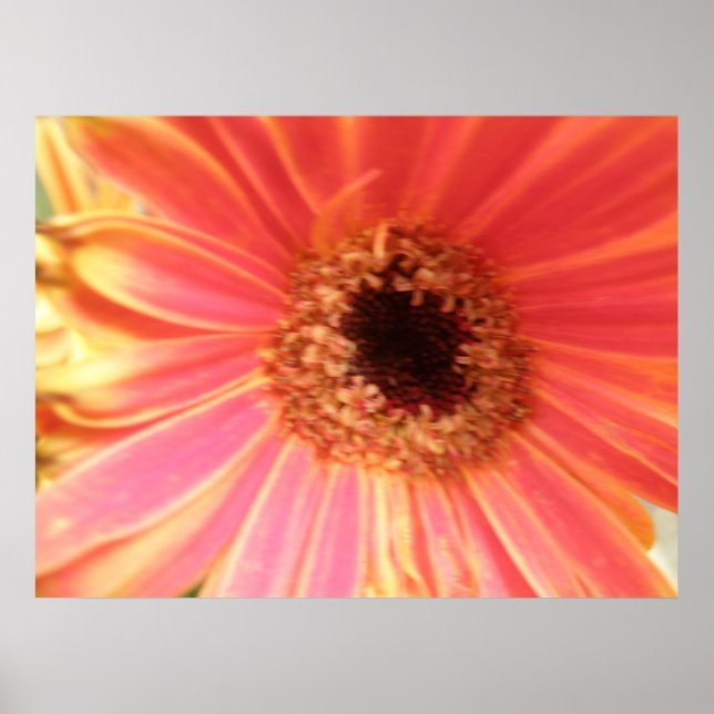 Gerbera Daisy Flower Impressão (Frente)